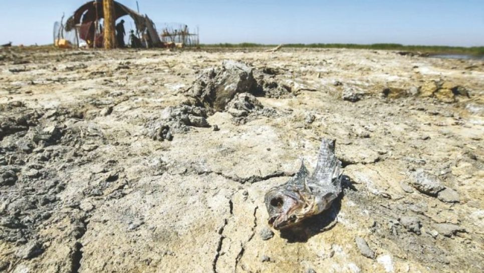 Carcasse d'un poisson sur le sol asséché des marais de Chibaiych, dans le sud de l'Irak, le 20 juin 2021. © D.R