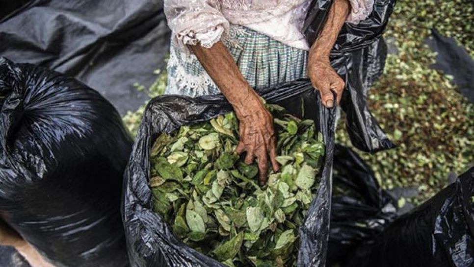 90% des 120 000 t de feuilles de coca cultivées chaque année au Pérou alimentent le trafic de drogue. © D. R.