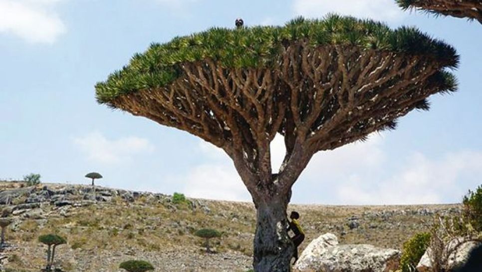 Un dragonnier de Socotra. © D. R.