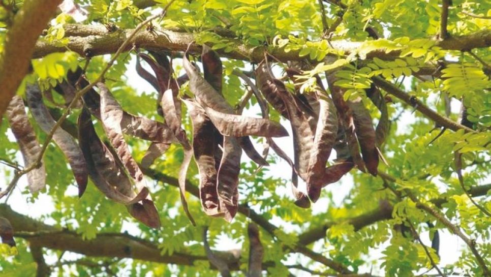 Le caroubier fait partie des trois types d’arbres fruitiers les plus répandus à Barbacha. © D.R