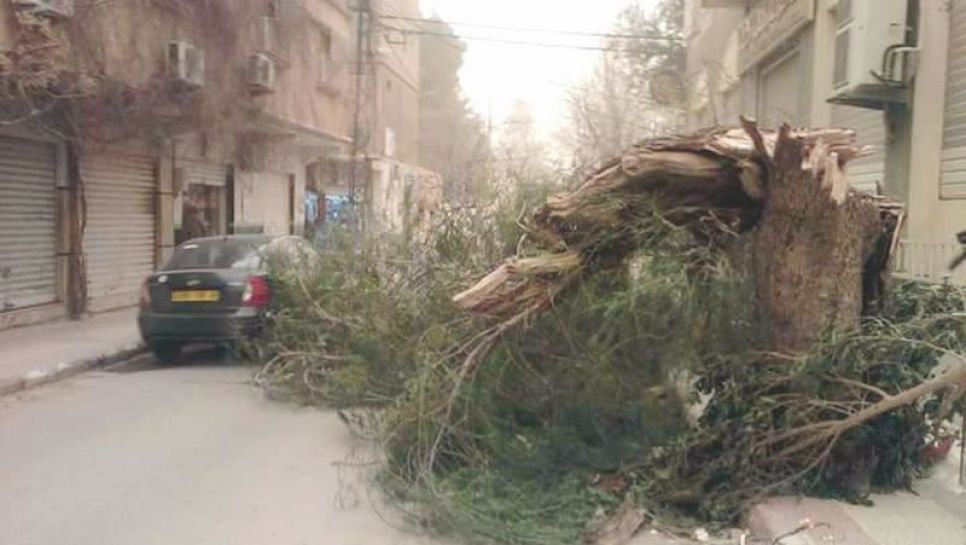 Un arbre déraciné par les vents violents aux Eucalyptus à Alger. © D.R