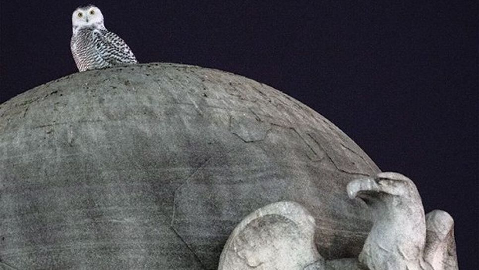 Le harfang des neiges, probablement une jeune femelle, au sommet d'une statue dans le centre de Washington, le 12 janvier 2022.© D. R.