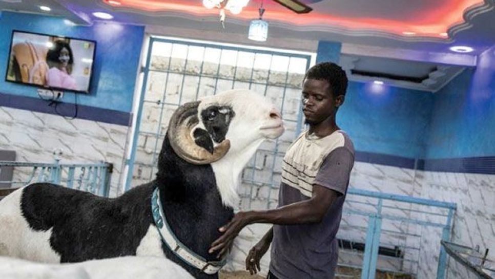 Un bélier à poils ras de race Ladoum, réputé valoir plus de 50 000 euros.. © D.R
