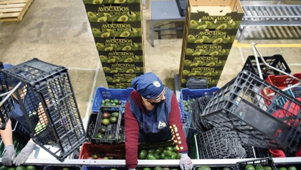 Une employée sur une ligne d'emballage d'avocats dans l'Etat du Michoacan, le 21 février 2022. © D. R.