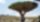 Un dragonnier de Socotra. © D. R.