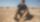 Loury "Lag" prépare la 35e édition du Marathon des sables à Borj Irdi, le 2 octobre 2021. © D.R