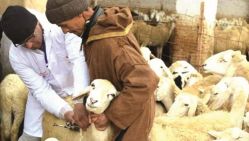 Trente vétérinaires sont chargés de mener à bien cette opération de vaccination. © D.R