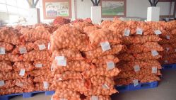 Une quantité de 89 q de pomme de terre a été acheminée vers la wilaya de Jijel. © D. R.