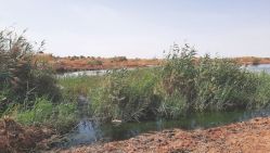 L’insalubrité et la pollution favorisent la production des anophèles et autres vecteurs de maladies. © D.R