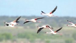Ces oiseaux, qui appartiennent à 20 espèces dépendantes des zones humides, ont été observés dans les 4 barrages de la wilaya. © D. R.