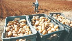 La pomme de terre fait partie de la nouvelle liste des produits interdits à l’exportation.© D.R