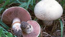 La plus grande vigilance est recommandée, pour éviter de tomber sur des espèces vénéneuses. © D. R.