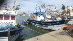 Le nombre de sardiniers passe à 64, en attendant le transfert d’autres embarcations stationnées hors wilaya. © Liberté