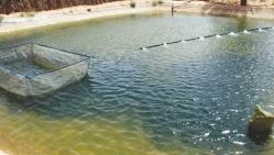 La wilaya de Tiaret dispose d’un climat approprié à l’élevage de toutes sortes de poissons. © D.R