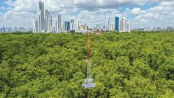 Une antenne mesure les indices d'humidité et de gaz carbonique dans la mangrove Juan Diaz, à Panama, le 14 mars 2022. © D. R.